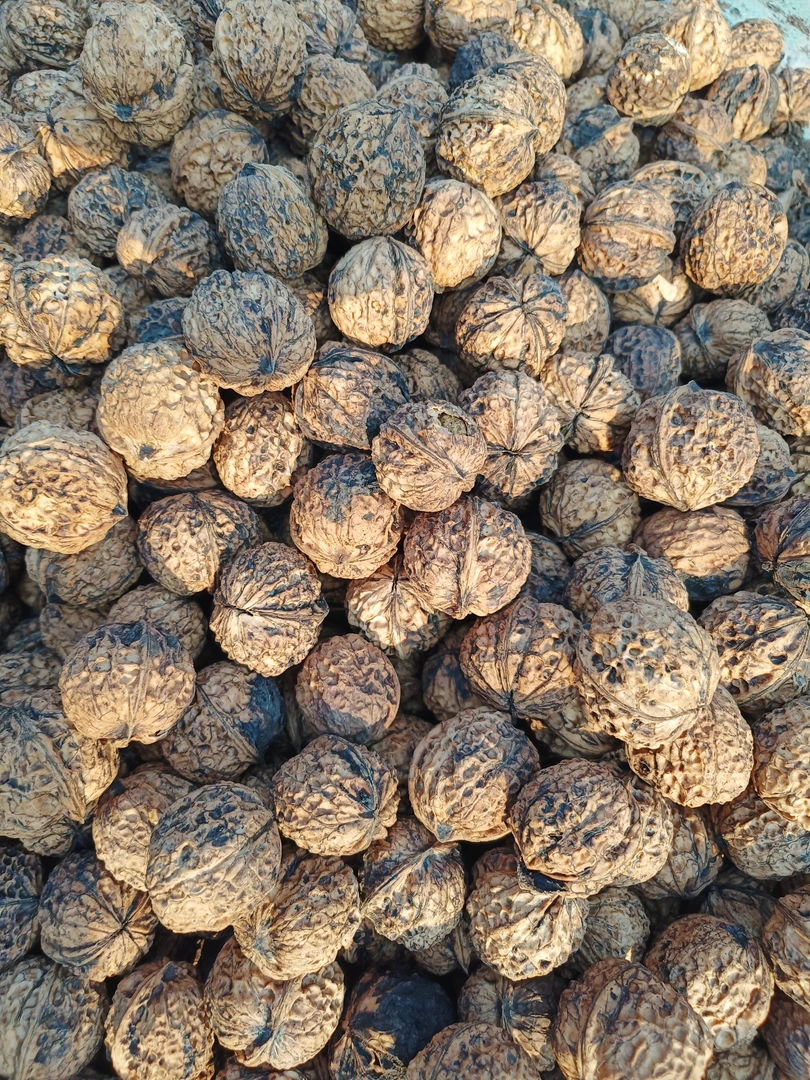 核桃 云南大集市现收