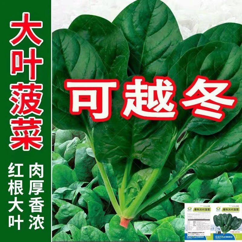 耐寒大叶菠菜种子红根菠菜籽高产四季播耐寒秋冬季蔬菜种子