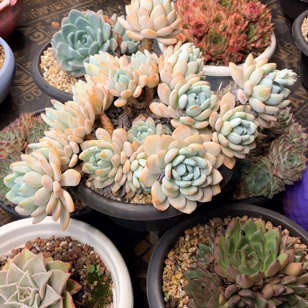 大***西多肉植物一物一拍