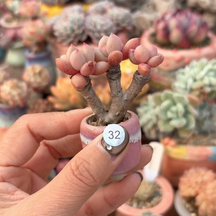 32 多肉含盆土 30元包邮 除偏远