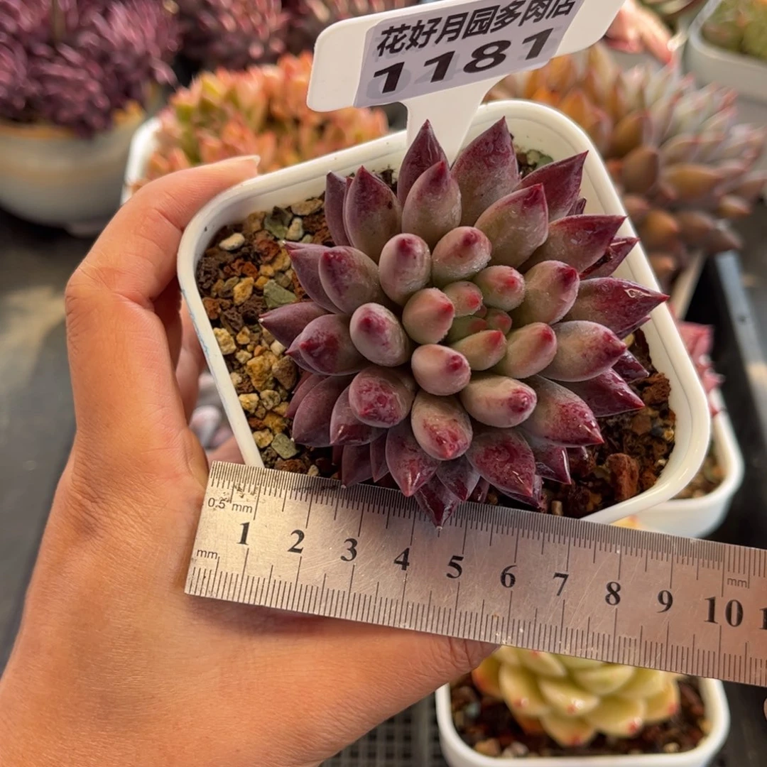 1181 天冷必拍保温箱