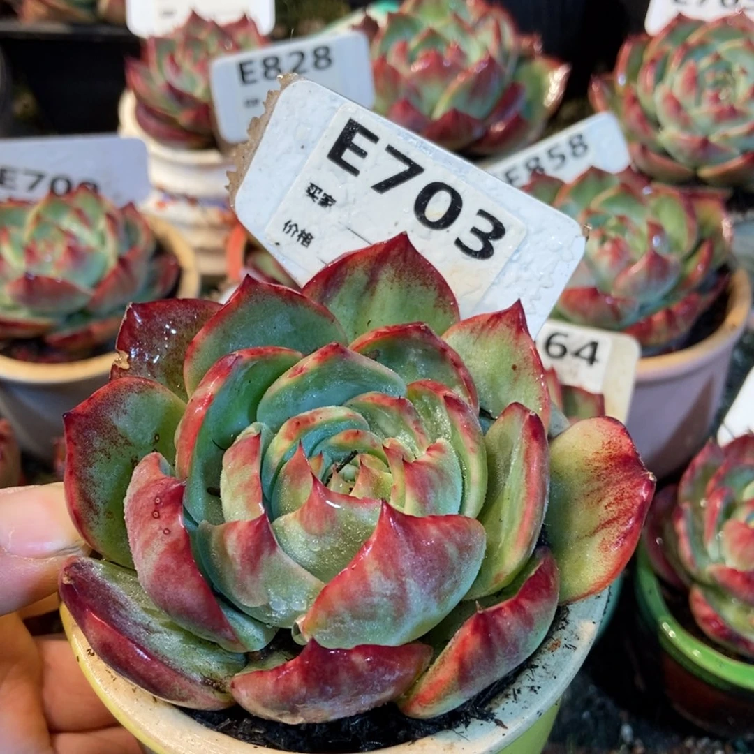 惊鸿一瞥703号楼多肉