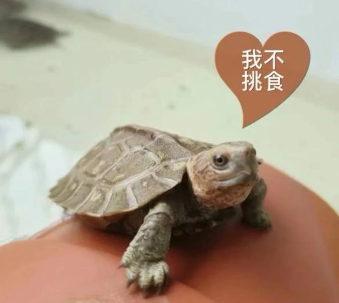 活体宠物亚巨观赏龟【合法人工繁殖】一物一拍