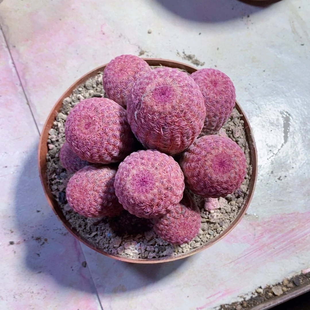 9个头起步红太阳111111