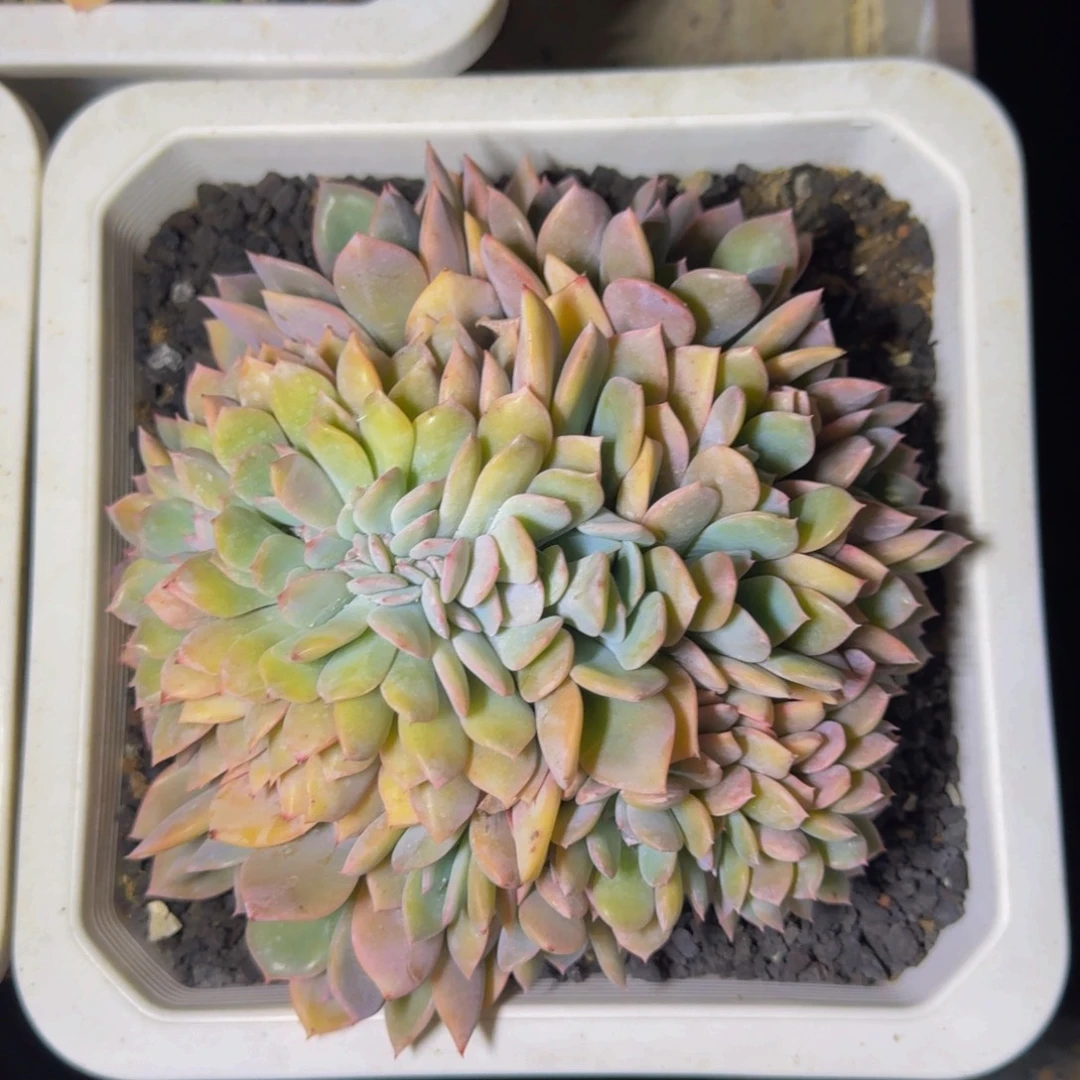 提拉米苏 缀化 一物一拍
