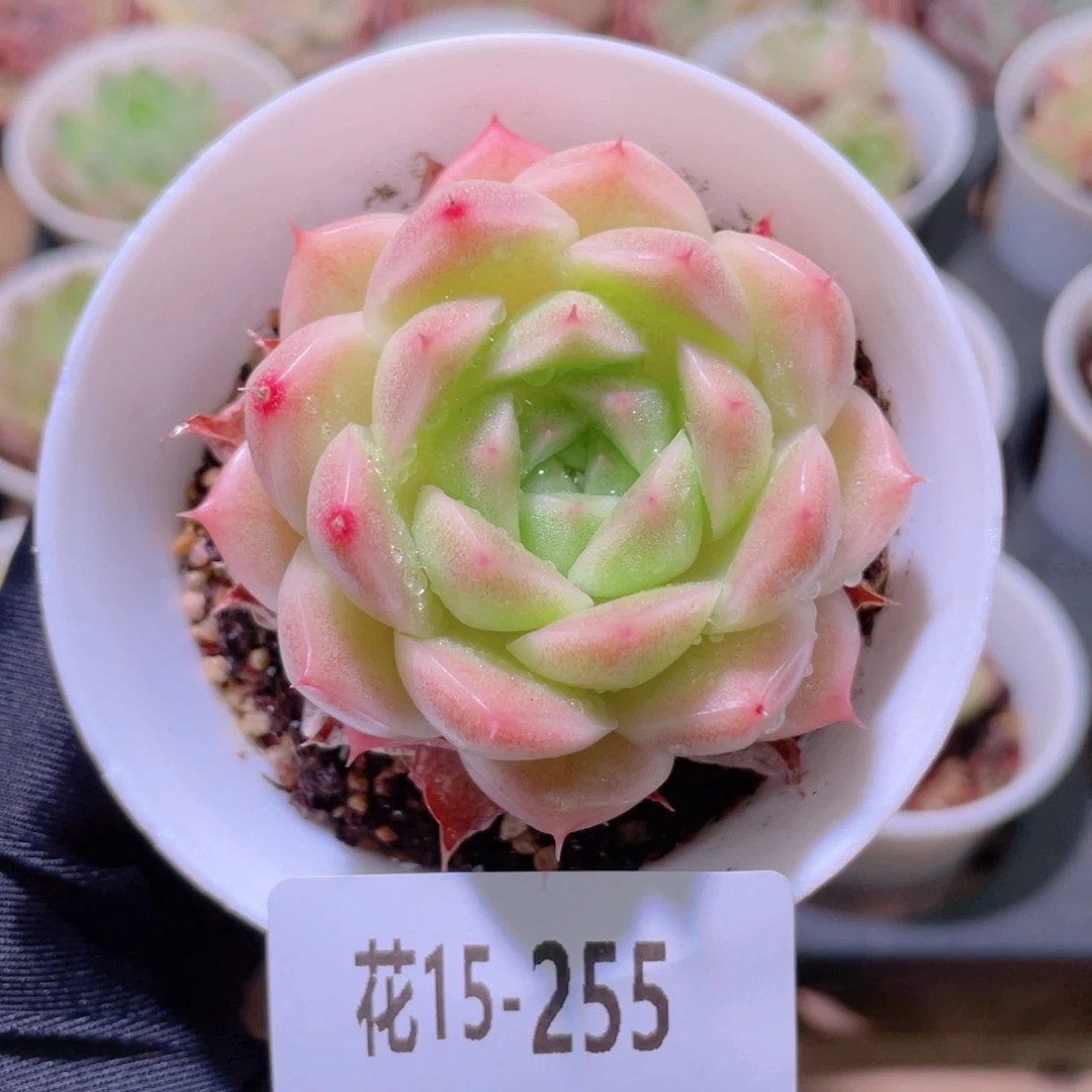 花利美15-255麦秆