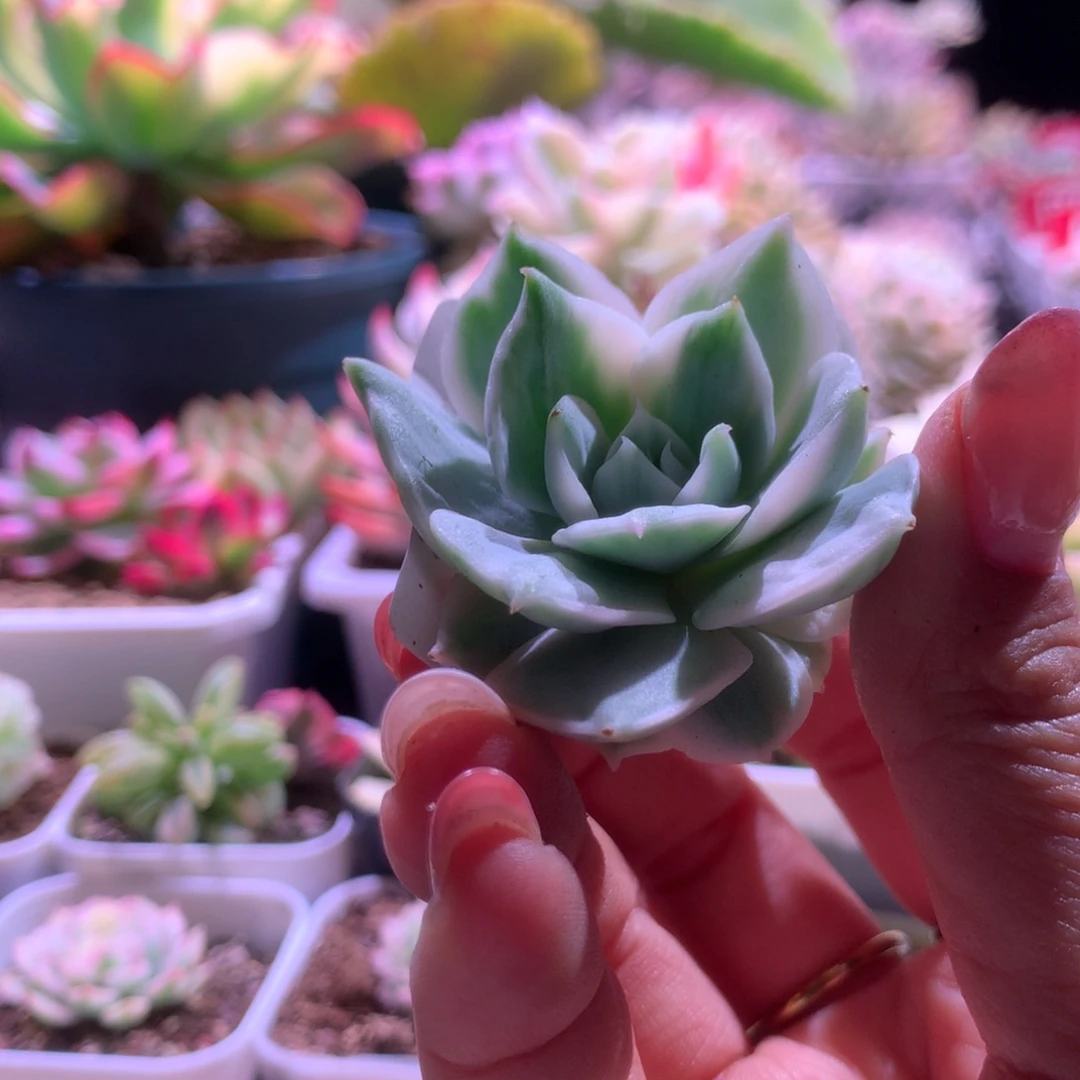 花***菜光环覆轮锦砍头无根