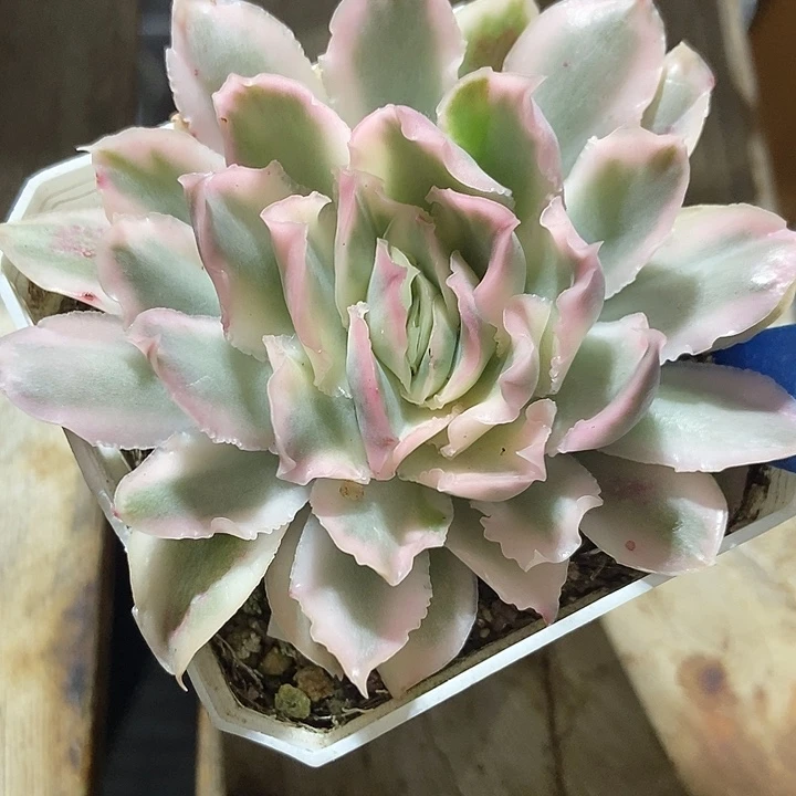 多肉植物紫蝴蝶锦115