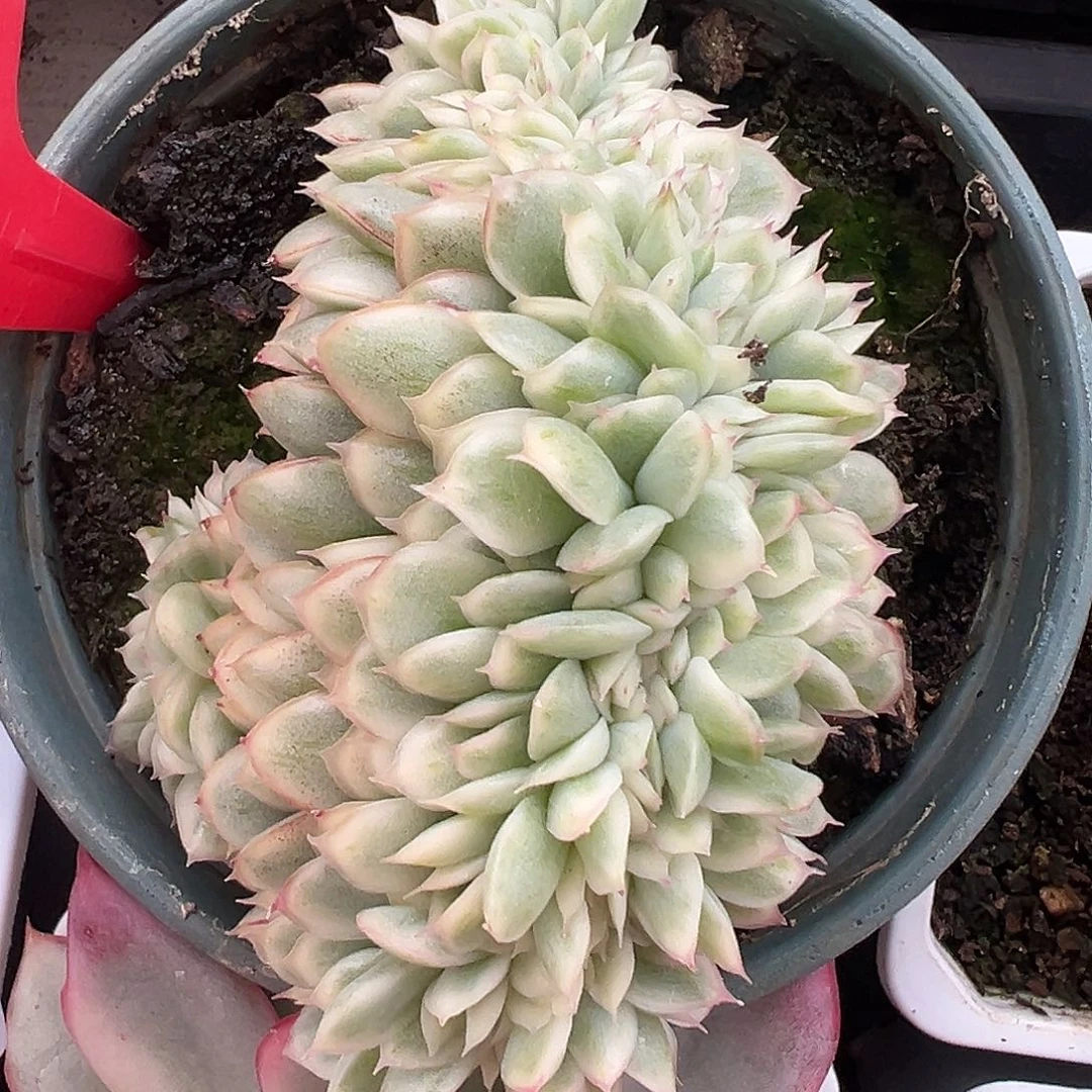 麦秆拉丝多肉植物