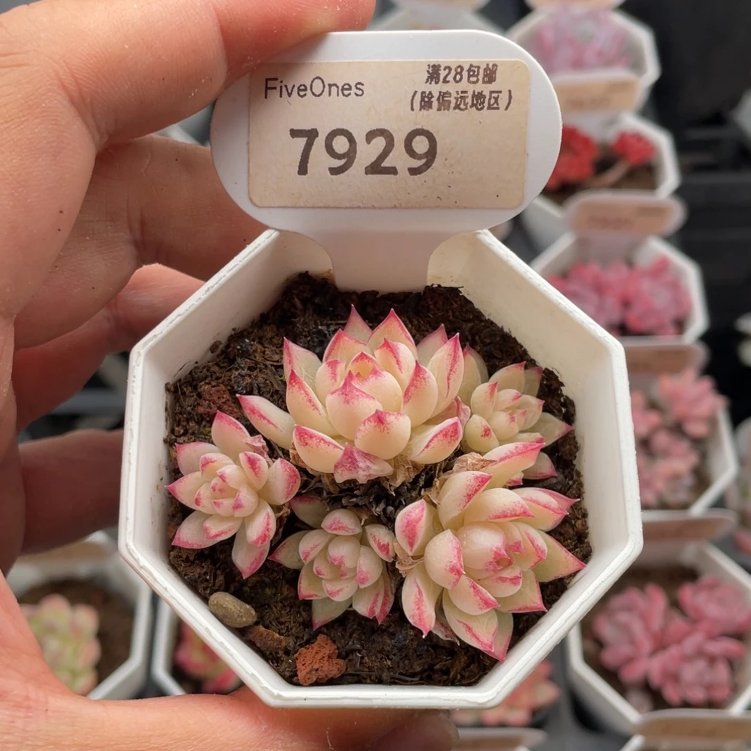 红边女王7929-6厘米