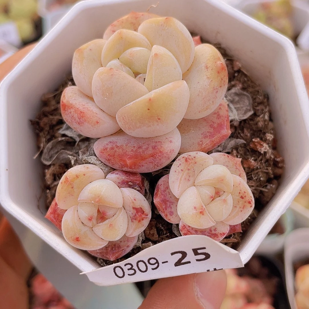 00000000000025量拍