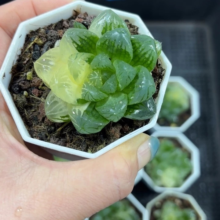 花火玉露锦多肉植物