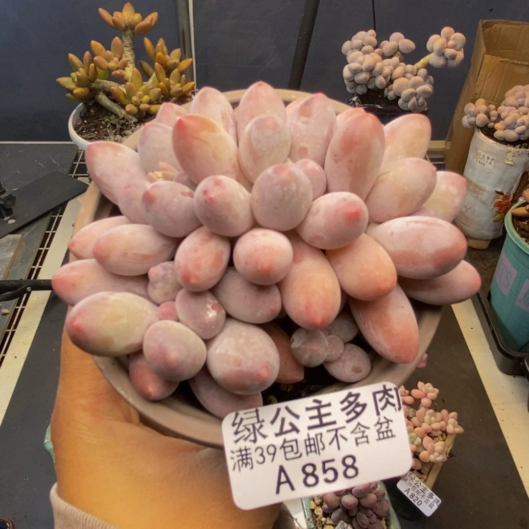 858丸叶汤圆多肉8c m