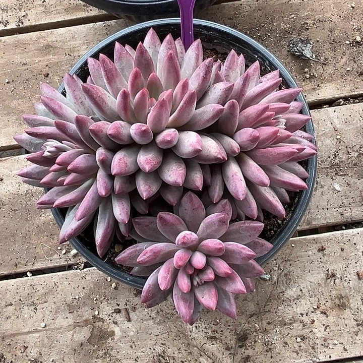 幸***心多肉植物胖体虞555