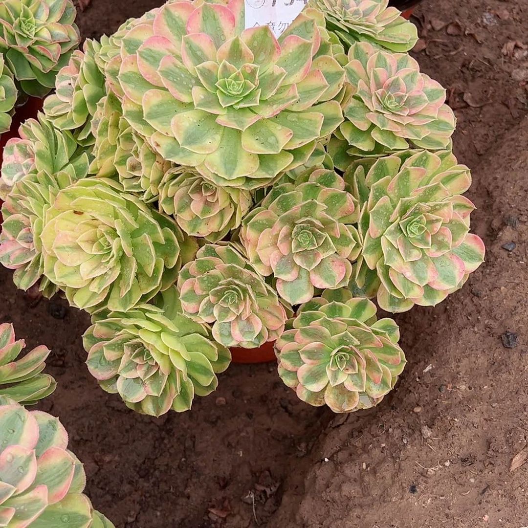 无花朵多肉植物754