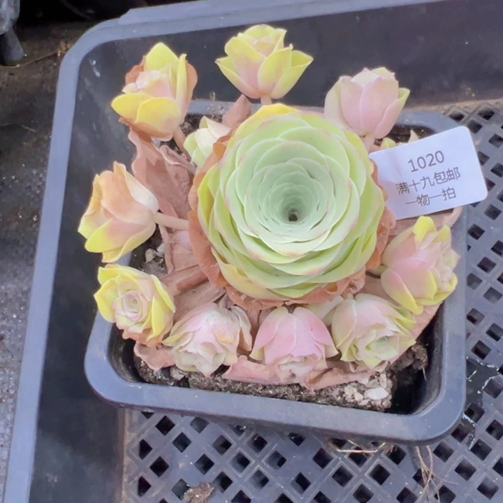 1020 裸根不带土发货不包损