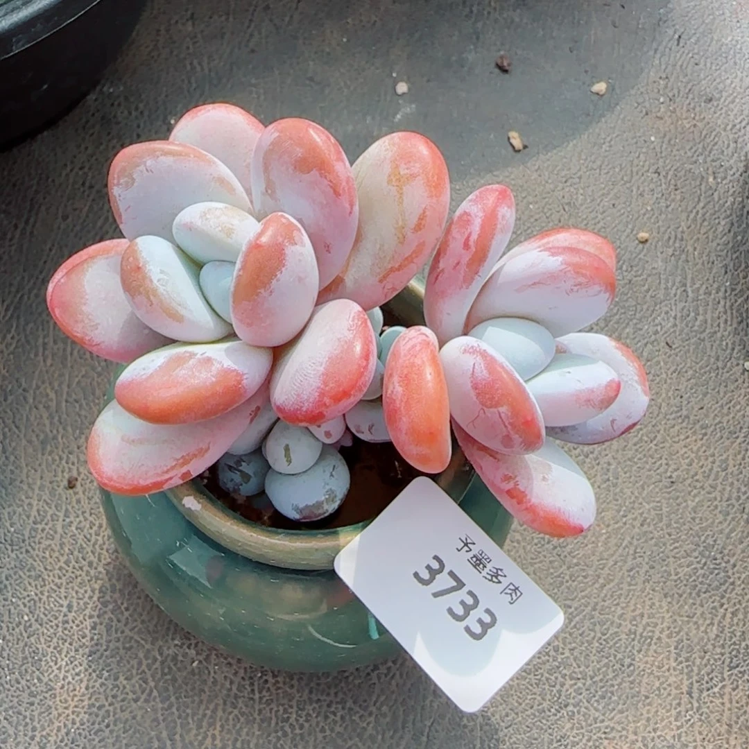 雪美人，3733多肉植物