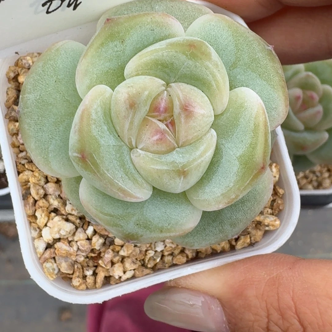 0711-013-小桃红单头