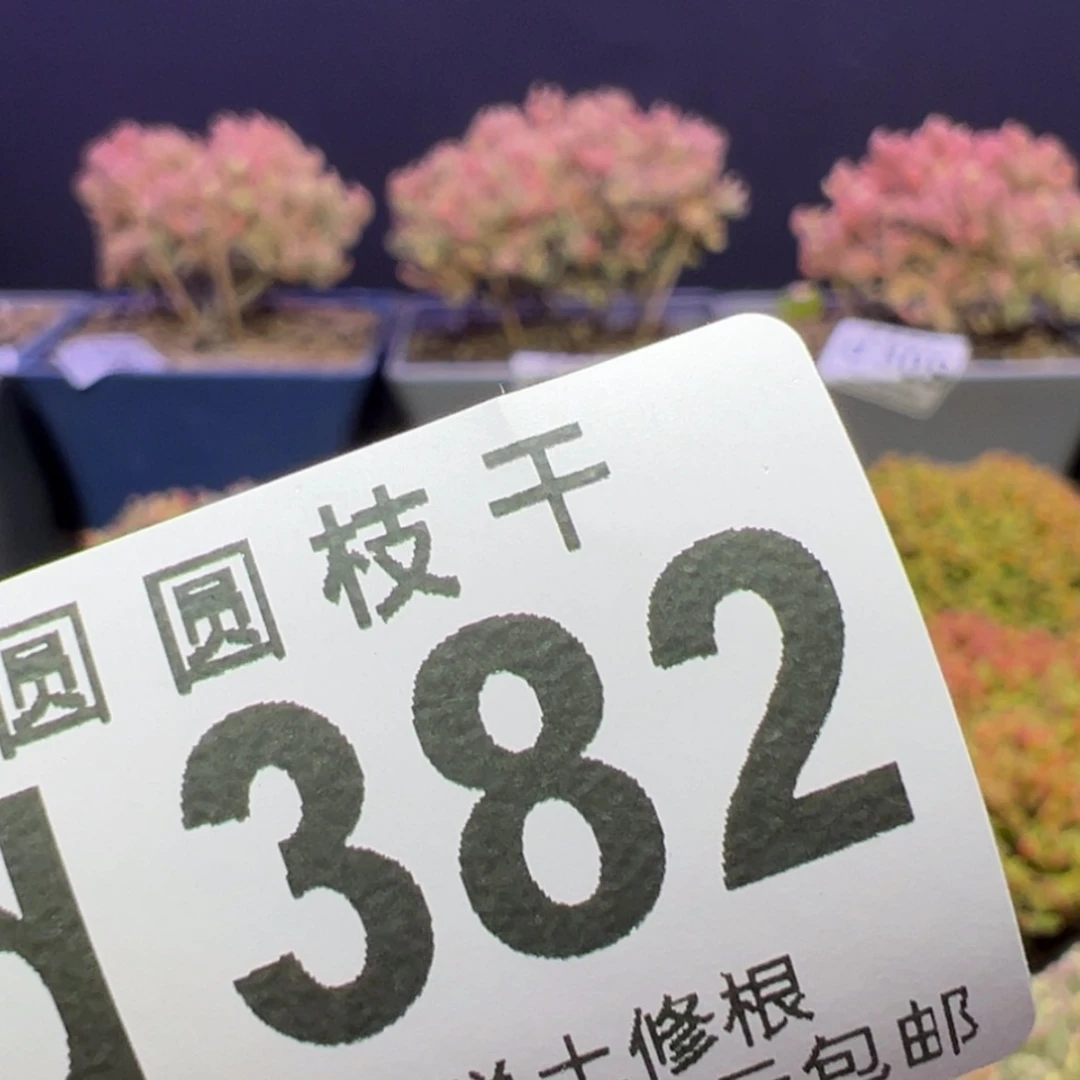 【闪购商品】咩****)d361，381糖球黄锦，元宝补邮