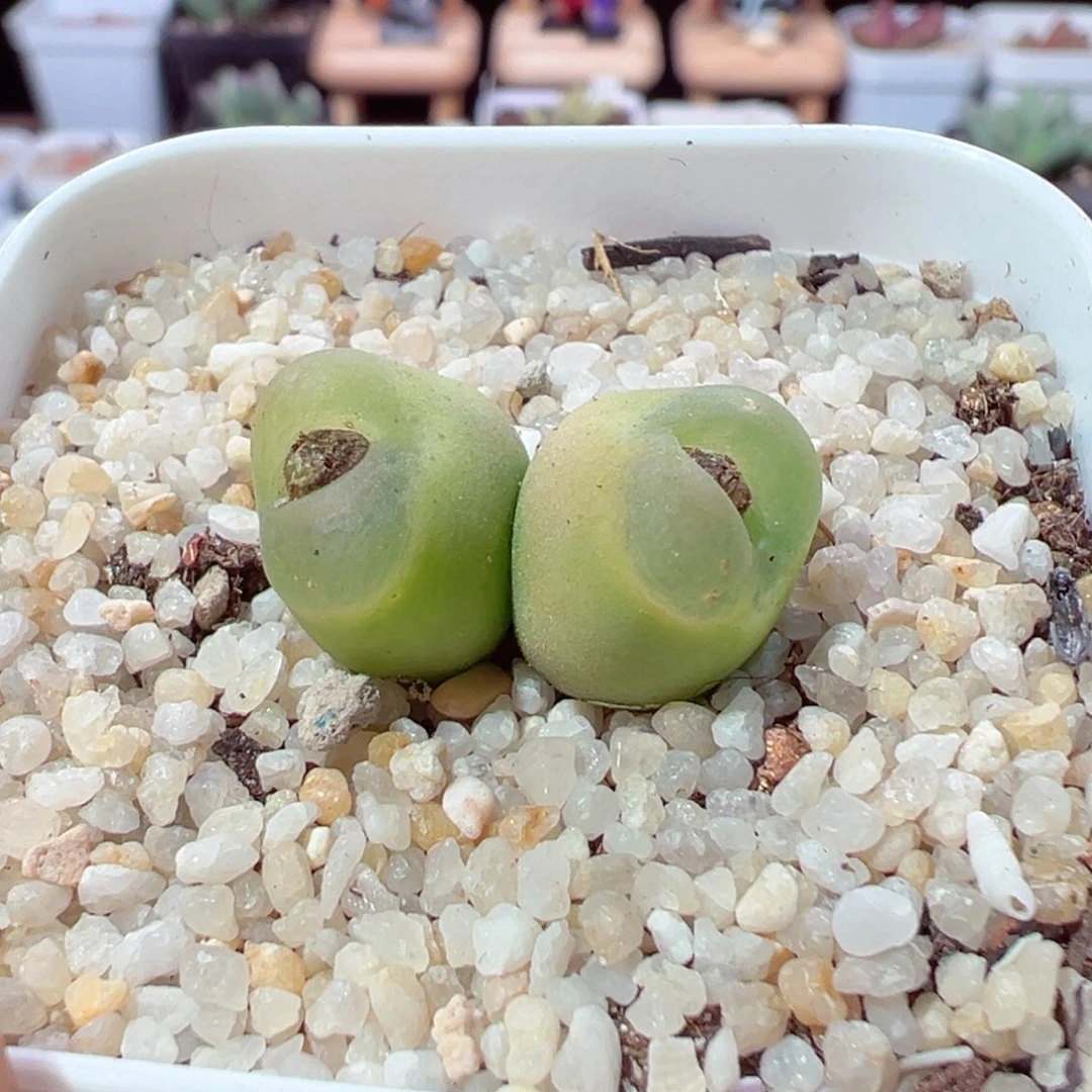 认****改210-286.我是真的