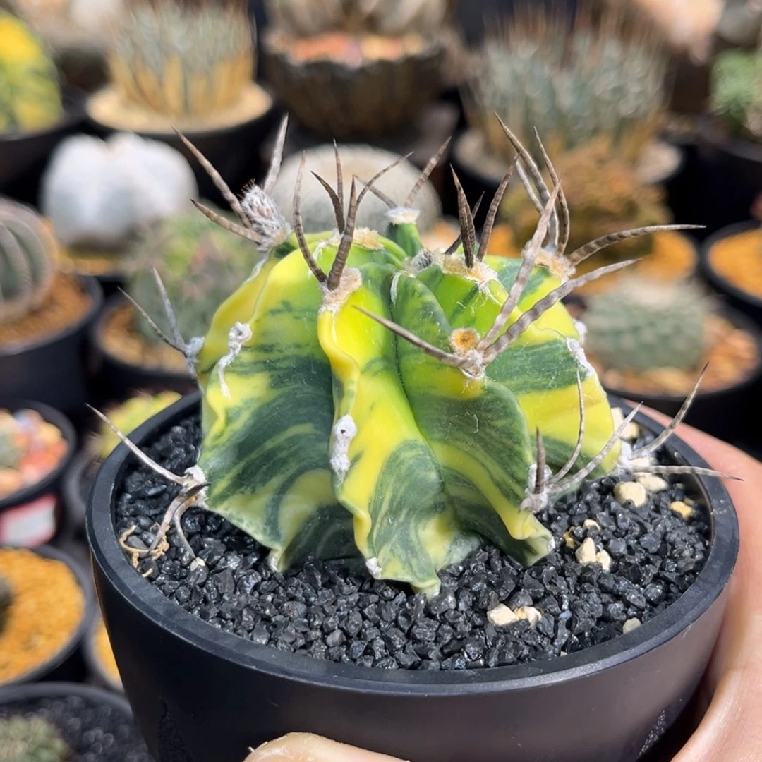 水牛角锦Zzzzzzzzzzzzzzzz