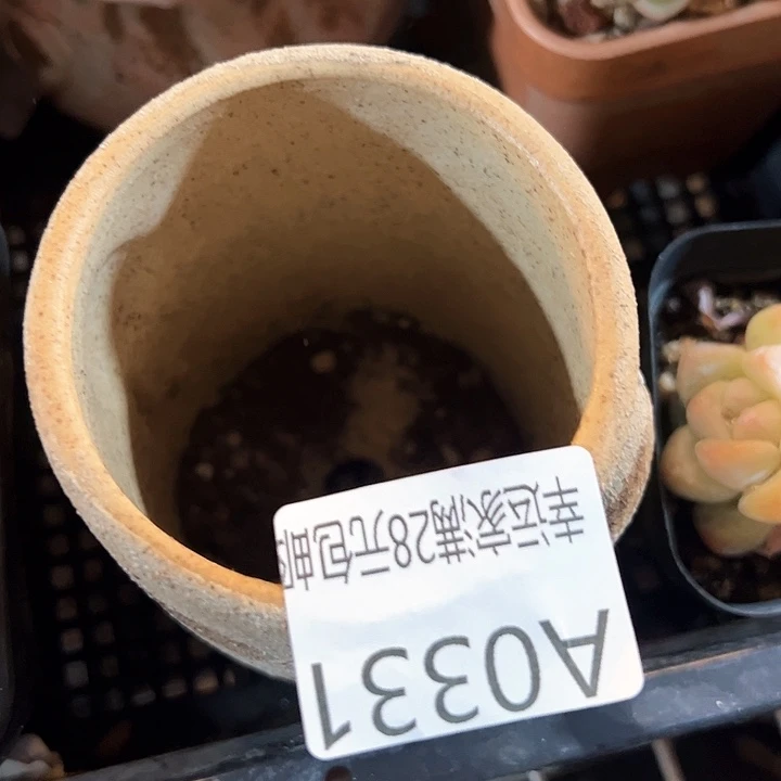 椰*幸运的是我的朋友们