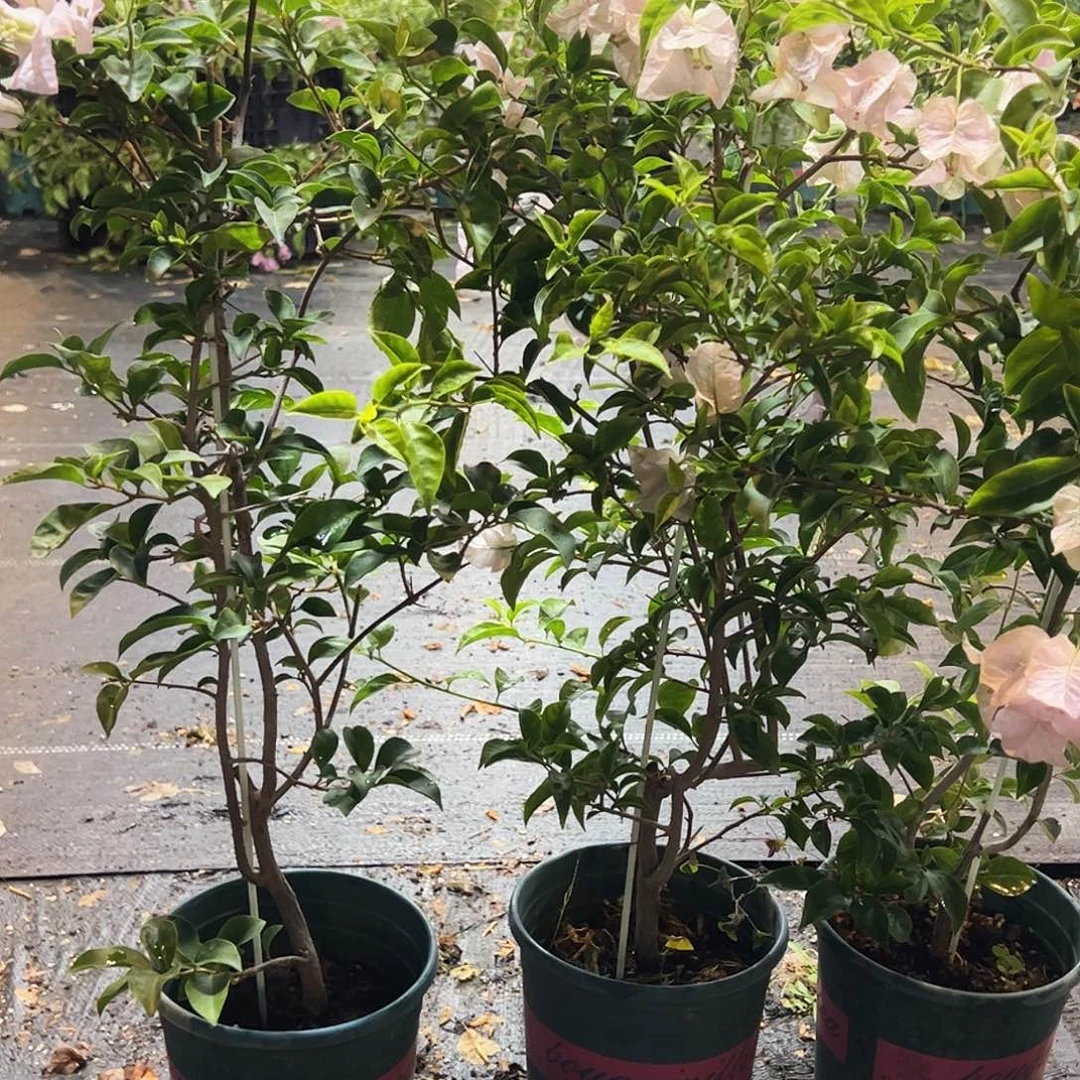 当前无花栽培后可以开花苹果花或者丽那一颗