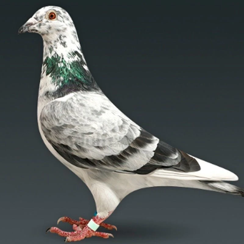鸽子模型直播专用鸟类