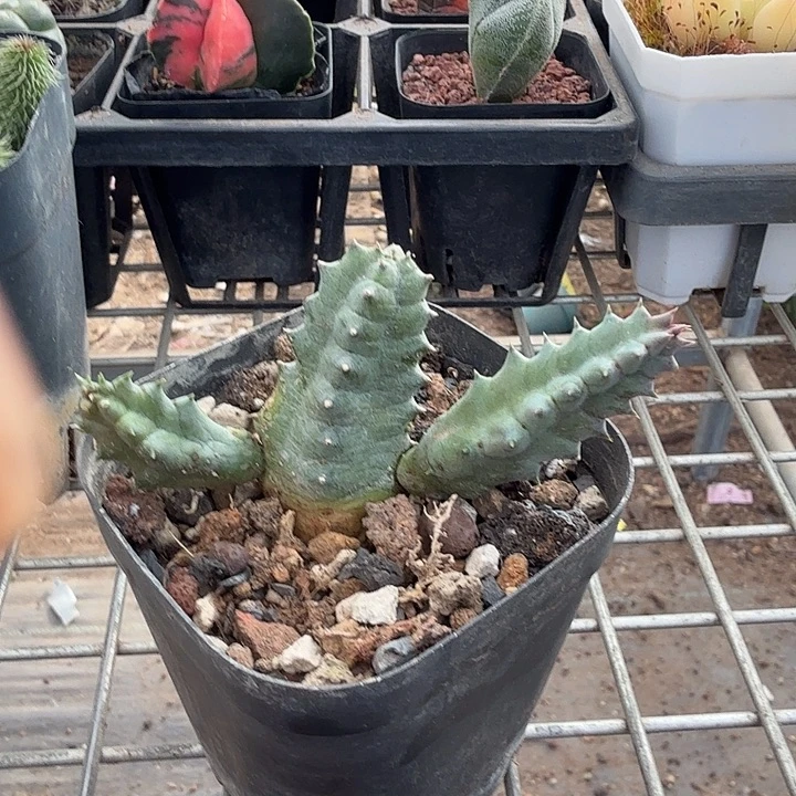 罗摩三头整8仙人球