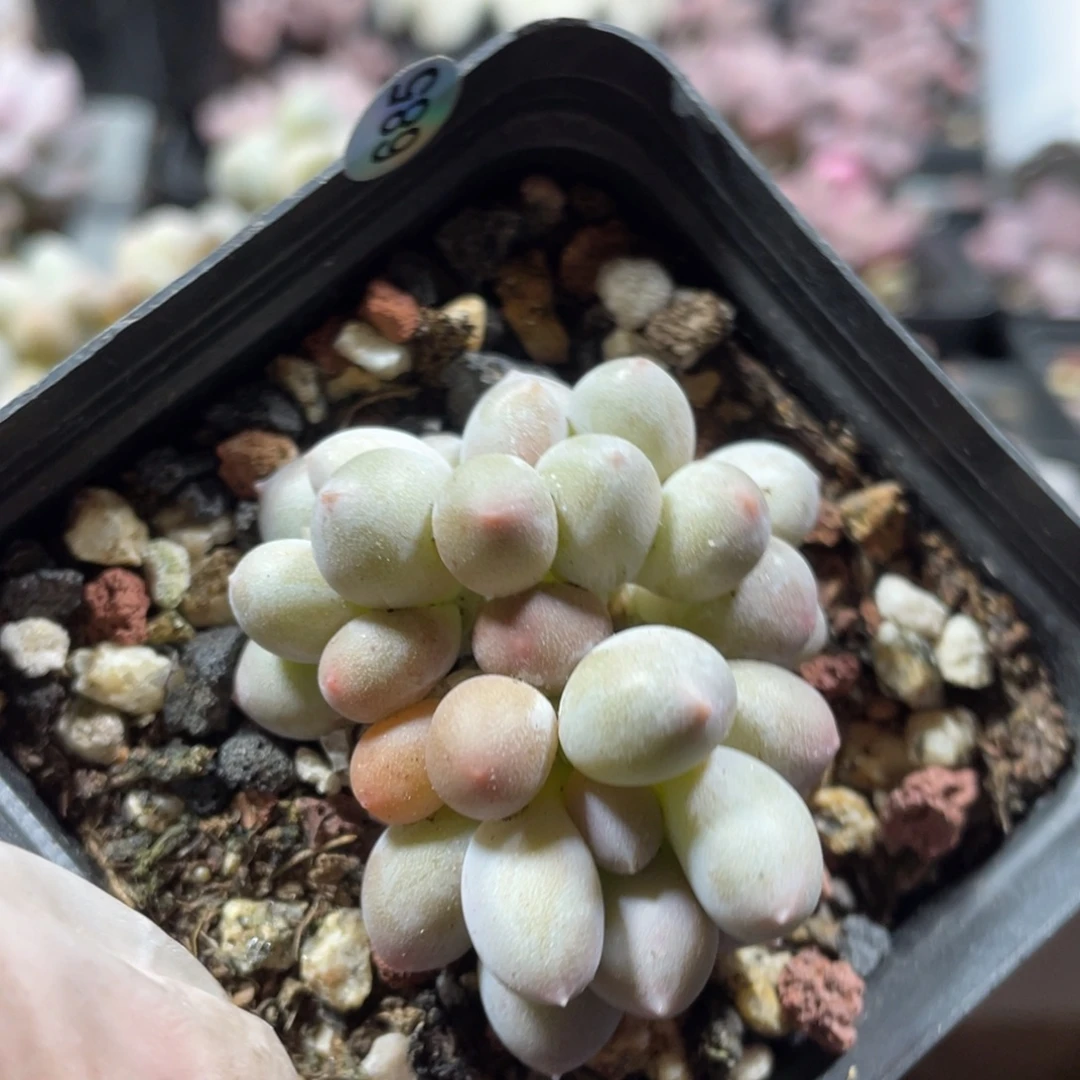 溜溜球奶酪多肉植物