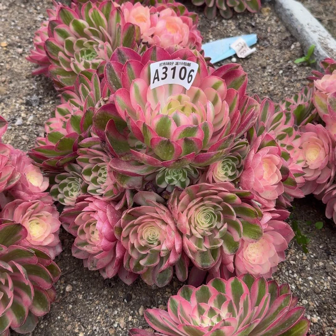 3106荔枝多肉植物