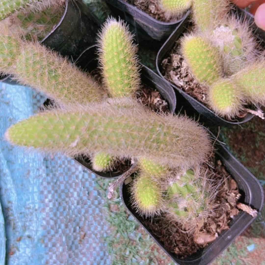 【闪购商品】6盆九尾狐偏远不拍