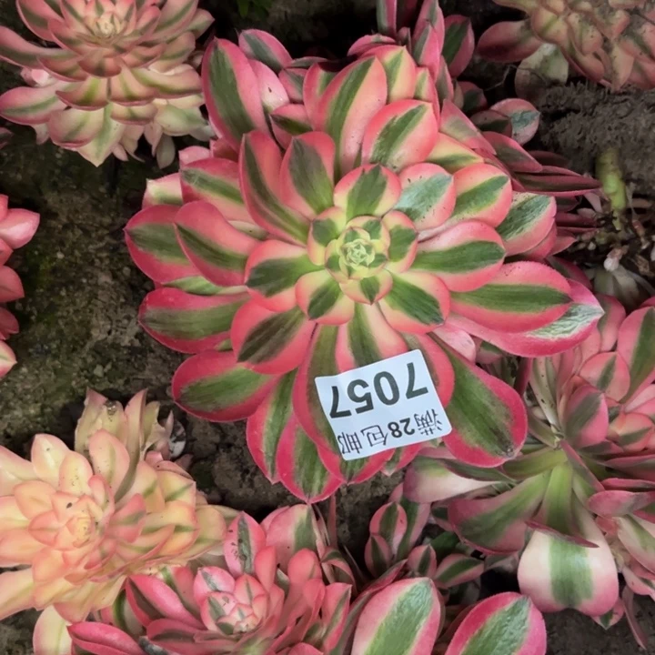 7057南香妃多肉植物