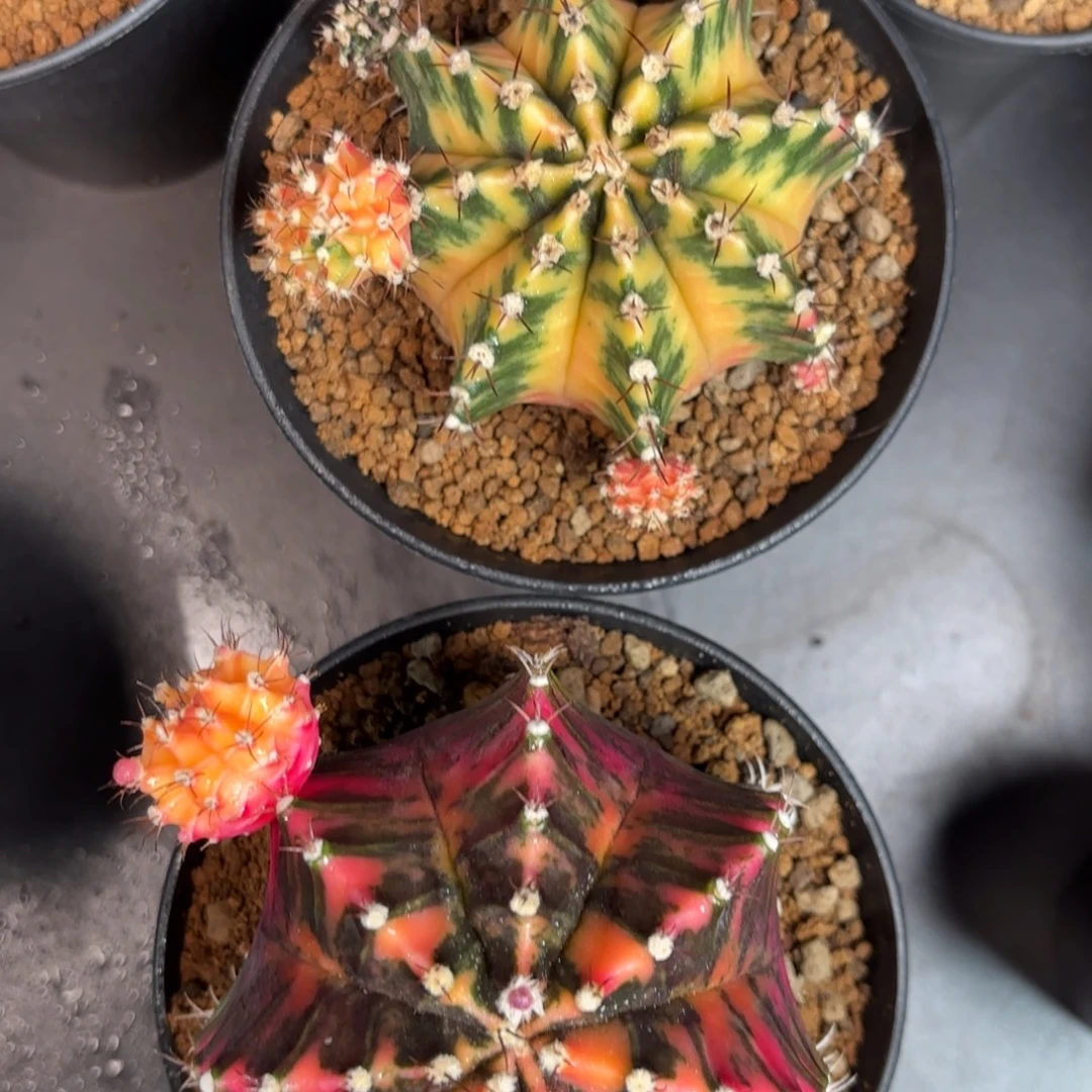 泰系米哈实生母本组合福利150