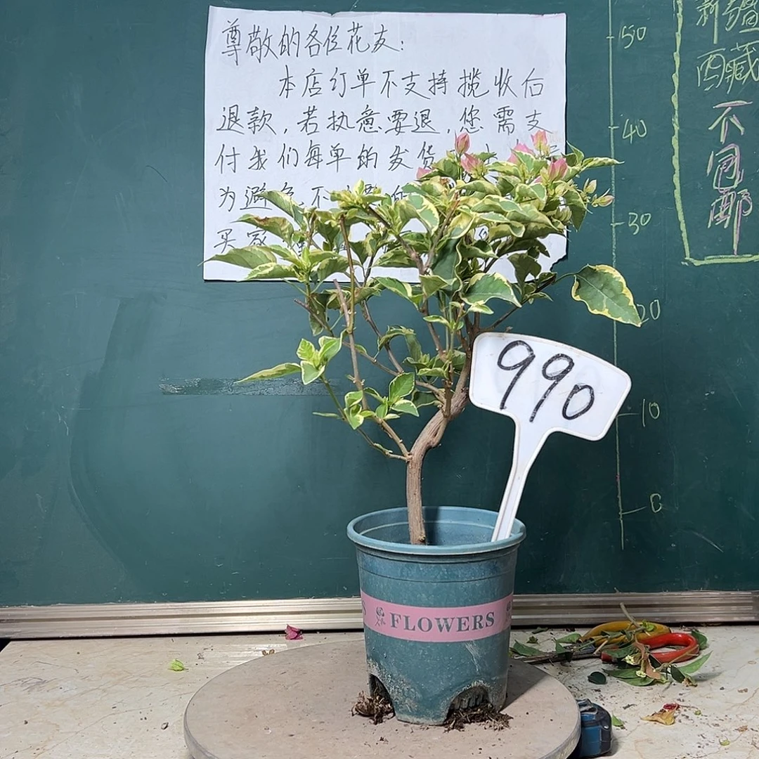 完全开放蜡染粉990