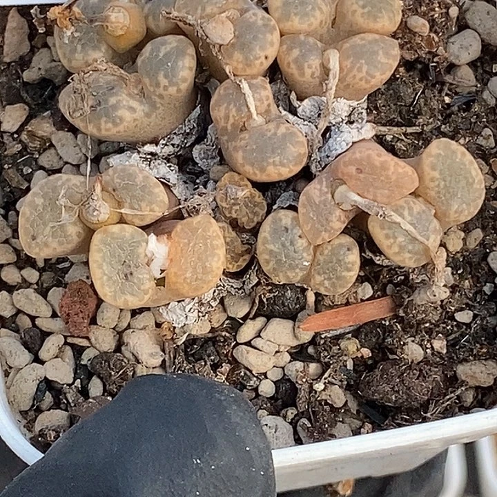 桃喜花园0207-7勋章