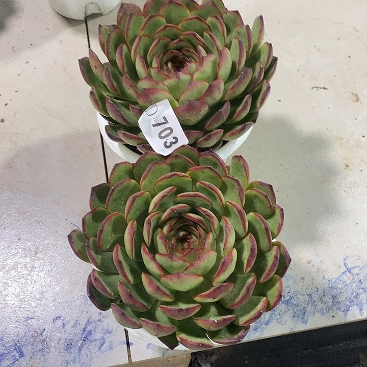 若***离703保利安娜多肉植物2颗