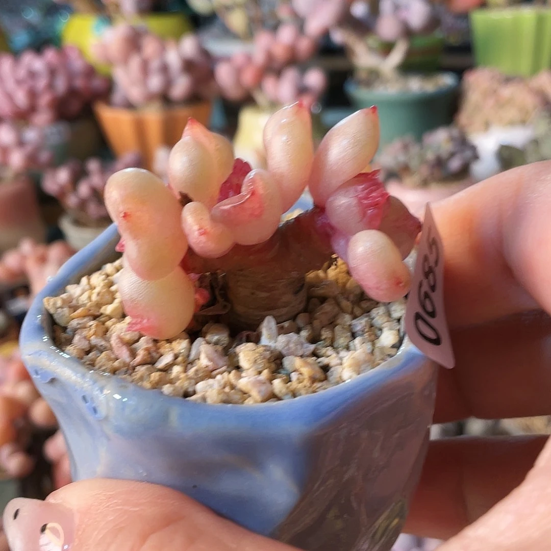 土***核多肉植物的生长发育和生长发育