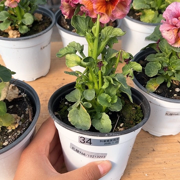 红陶抖音直播闪拍34