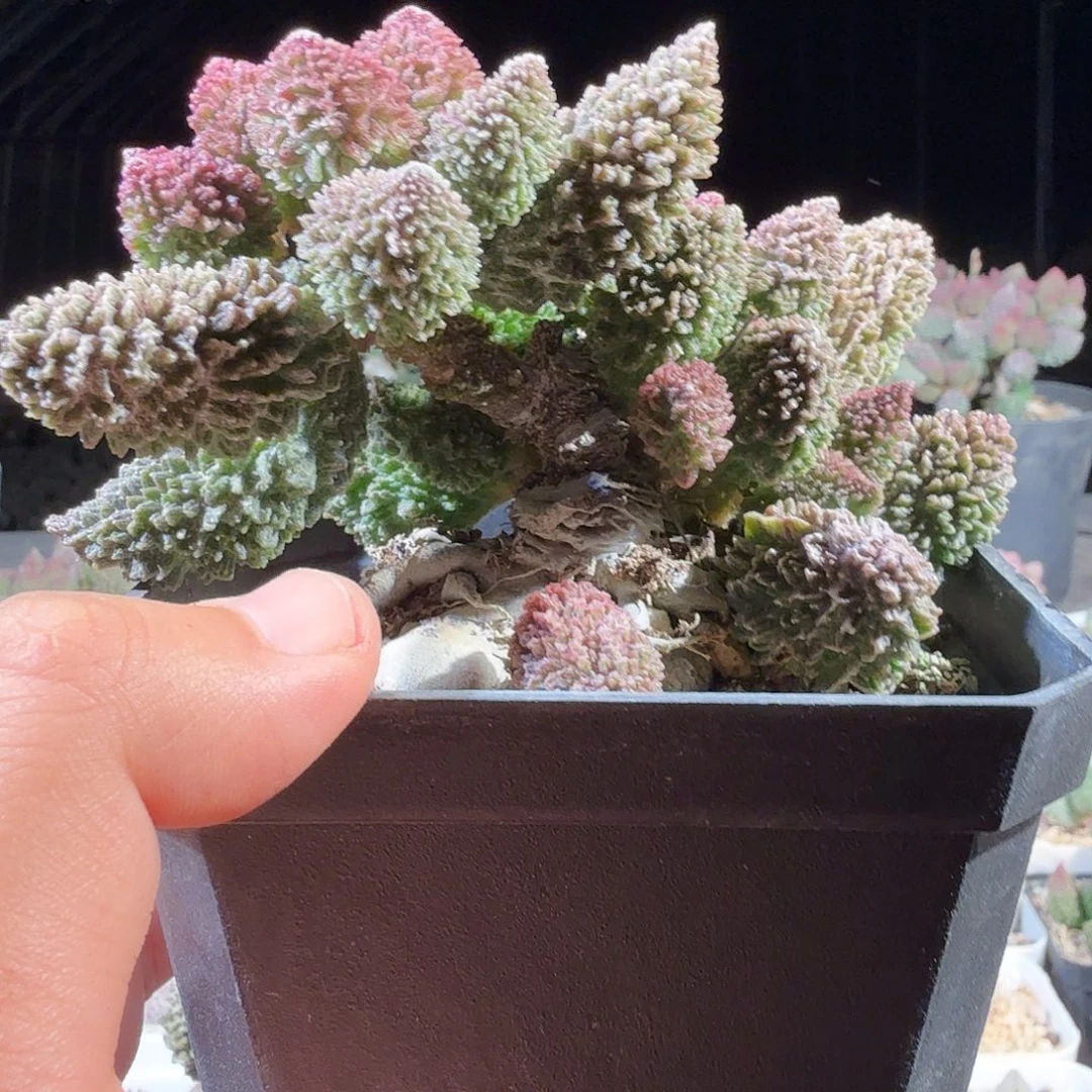 小***豹朱紫玉