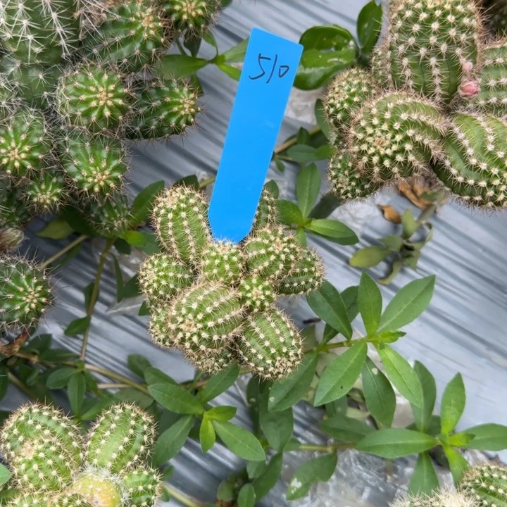 矮胖白檀s12群生510