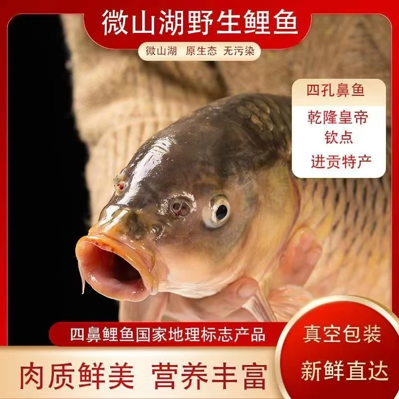 {野鲤鱼}微湖鲤鱼四鼻孔鲤鱼鲜活现杀原生态淡水鱼新鲜鱼