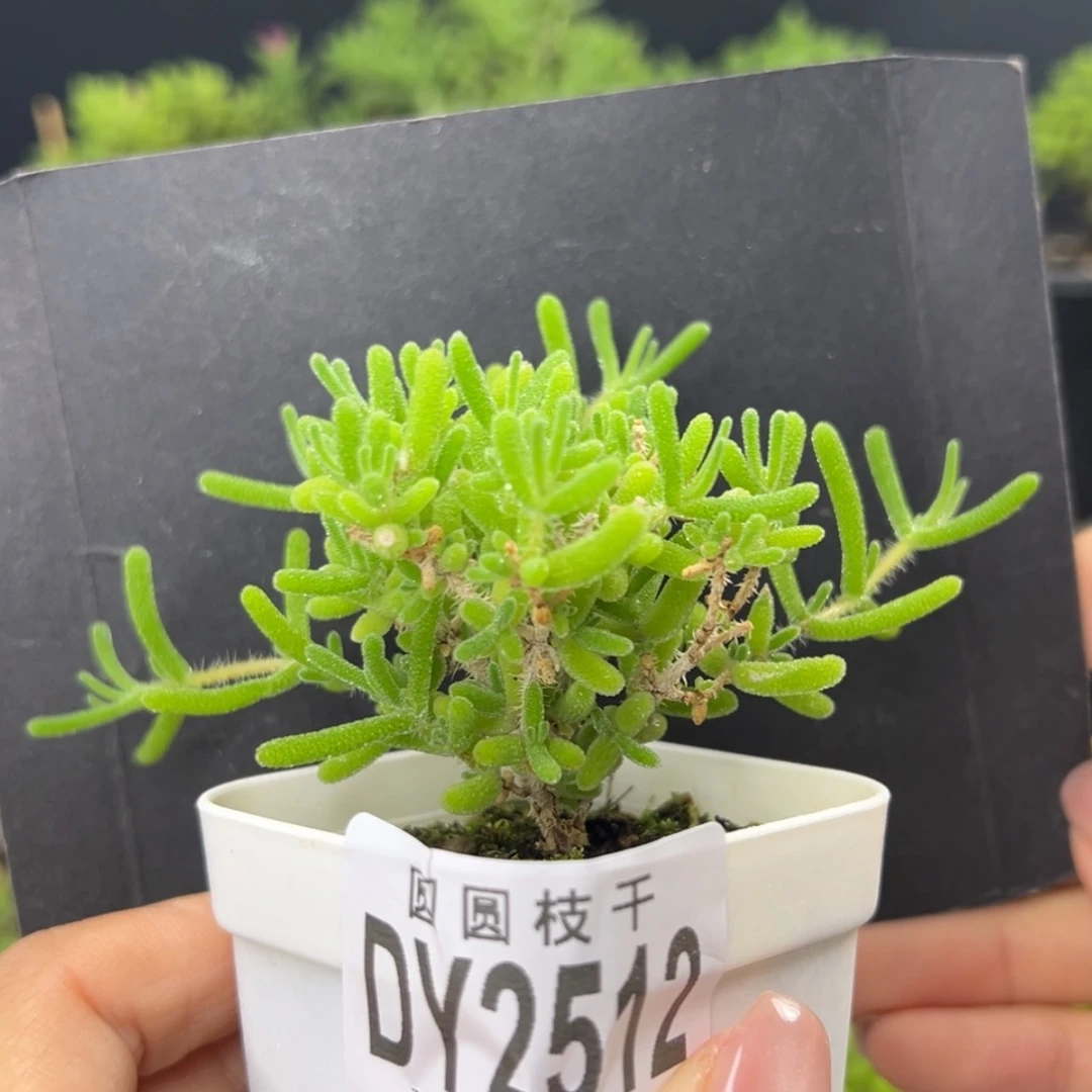 【闪购商品】dy2512冰川盆口5cm