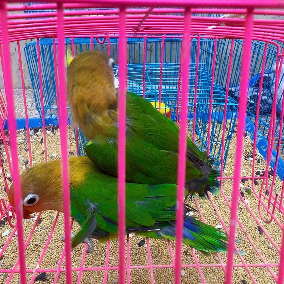 桃脸牡丹鹦鹉少毛两只包活48小时