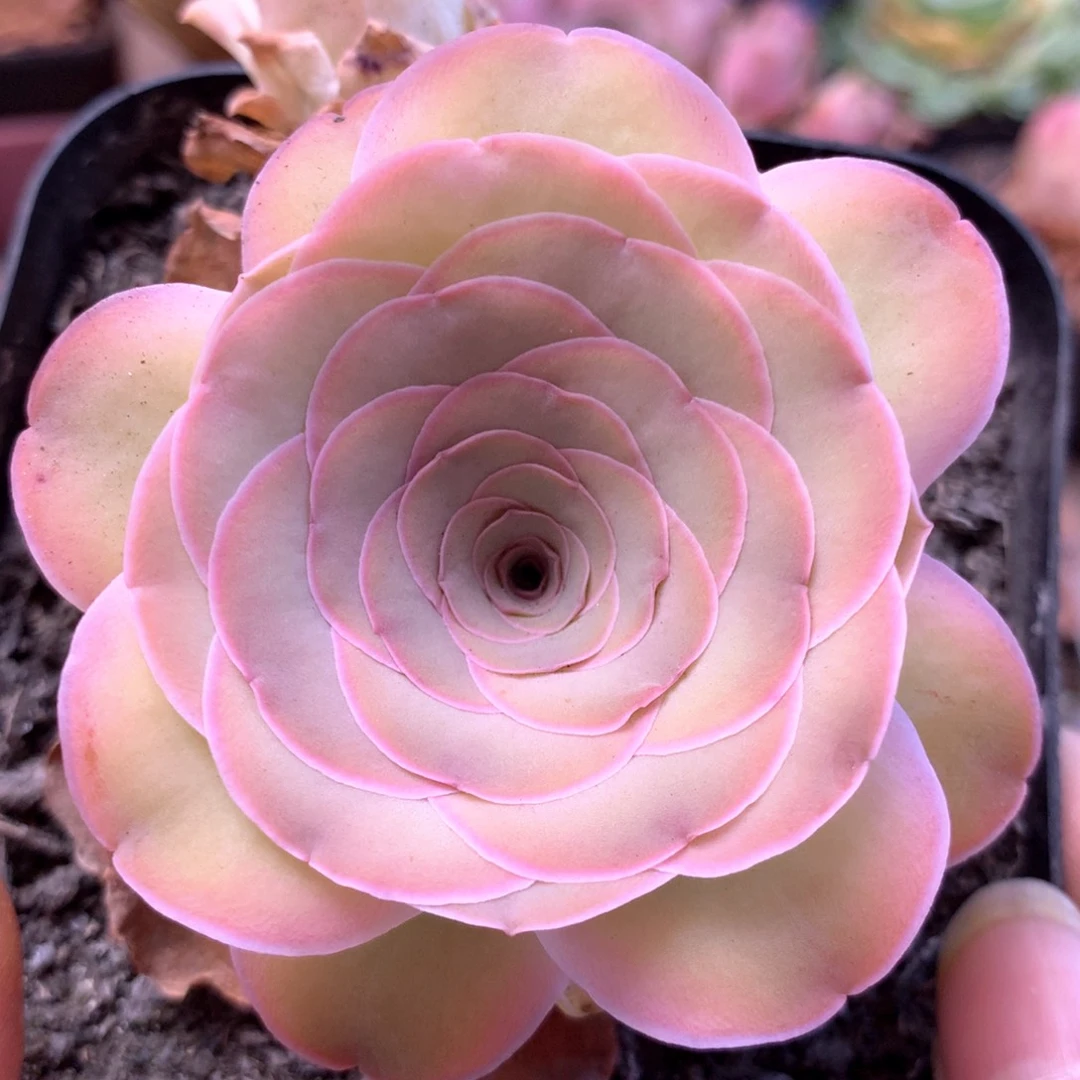 一物一拍挚爱红颜006