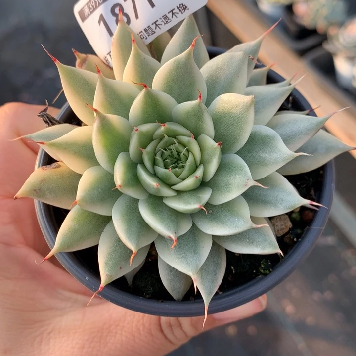 无花朵银星锦1871