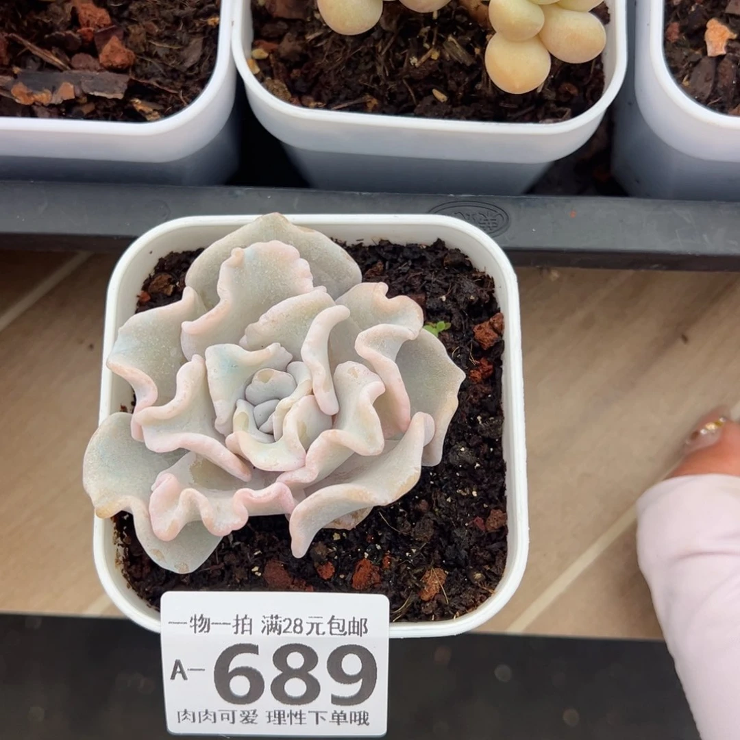 芭蕾舞者多肉多肉多肉多肉多肉