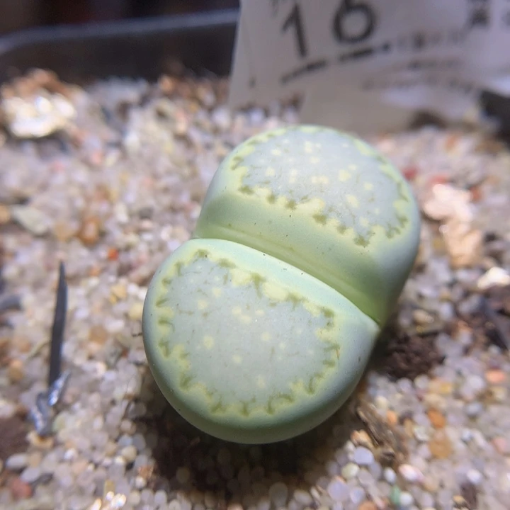 精品生石花124.16