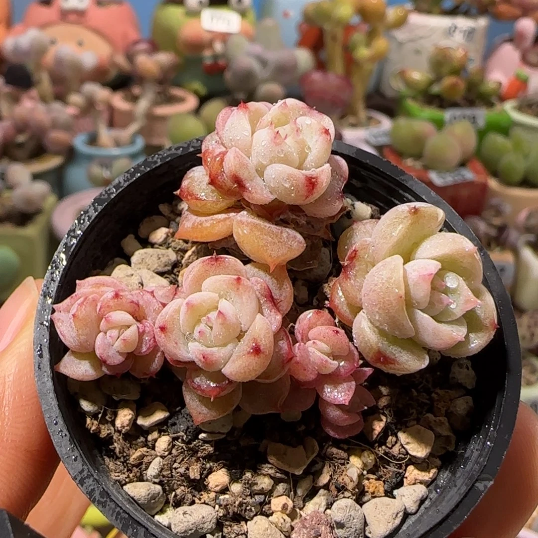 T天鹅绒盆口。 5cm