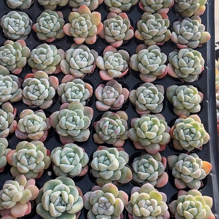 3颗奶油冰玉带盆发货